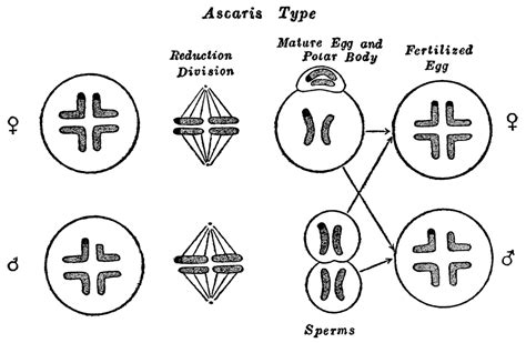 Psm V85 D134 Diagrams Of Sex Differentiation In The Thread Worm Ascaris