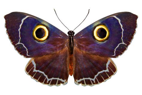 Butterfly With Eyes On Wings Stock Photos Pictures And Royalty Free