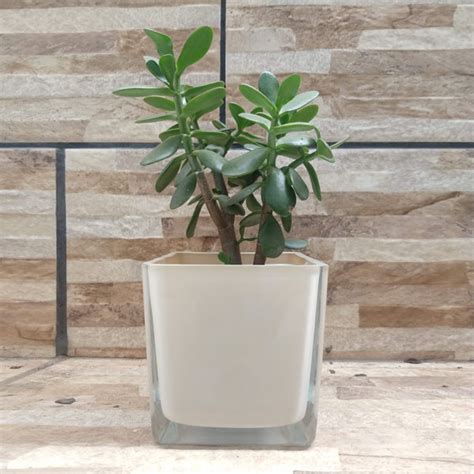 Vaso De Vidro Quadrado Nude X Vasos De Vidro Quadrado