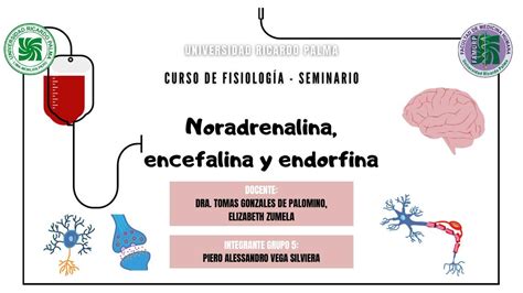 Neurotransmisores Piero Vega Udocz