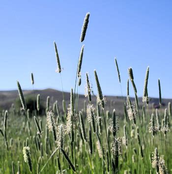 What Is Timothy Grass Hay Wholesale Cheapest | servintegrales.com.co