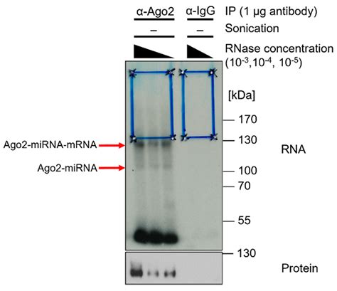 Mps Free Full Text Studying Mirnamrna Interactions An Clip