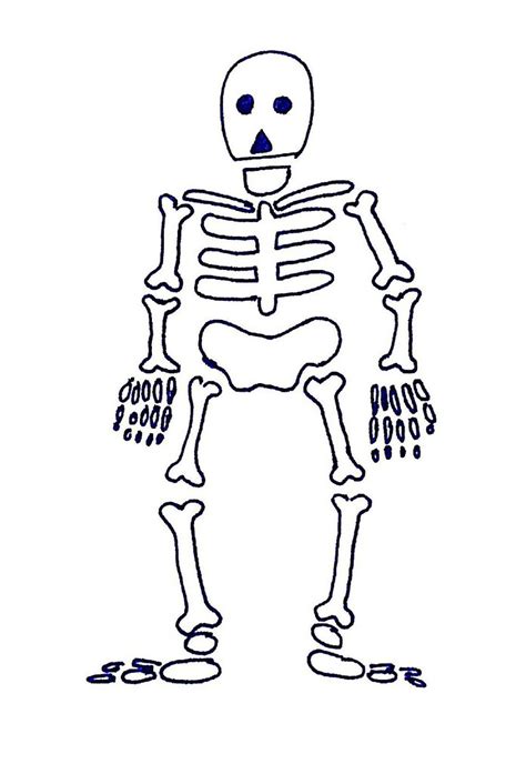 Skeletal System Diagram Easy To Draw Skeletal Human System S