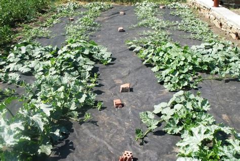 Чем подкормить арбузы после высадки в открытый грунт