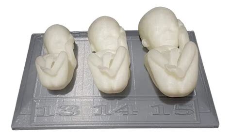 Fetos D Anatomia Semanas Base Nude Semanas Frete Gr Tis