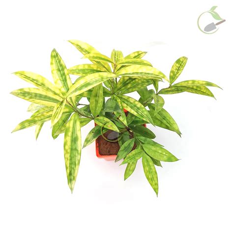 Dracaena Milky Way Plant Creative Garden Nursery For Urban Gardening