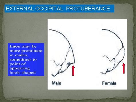 Sex Determination From Human Skeletal Remains Skull Pelvis