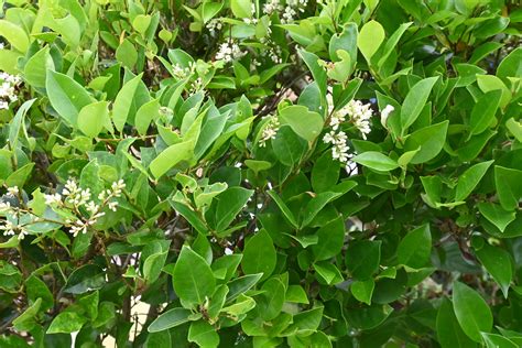 35 Evergreen Shrubs to Plant for Year-Round Beauty