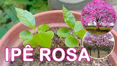 COMO PLANTAR IPÊ ROSA ATRAVÉS DA SEMENTE YouTube