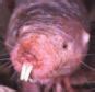 Naked Mole Rat Found To Be Able To Survive For Minutes Daily Mail