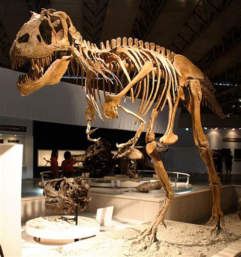 Горгозавр (Хищные динозавры) · iNaturalist