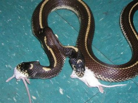 18 BIZARRE Photos Fact Of Two Headed Snake | Reckon Talk