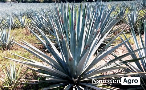 PUDRICIÓN BLANDA DEL COGOLLO DEL AGAVE Blog Nano Coating