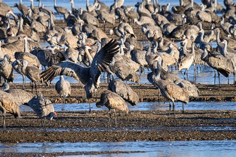 Sandhill Crane Migration in Nebraska - Carl Jacobson Photography