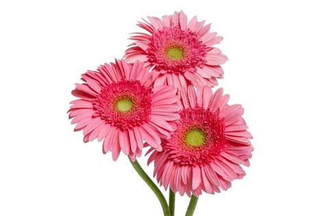 Pink Gerber Daisies Stock Image Image Of Pink Close 33464349