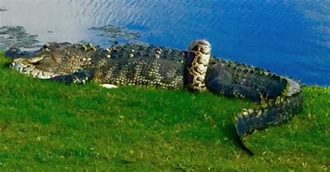 Alligator and Burmese python fight on Florida golf course | Rare
