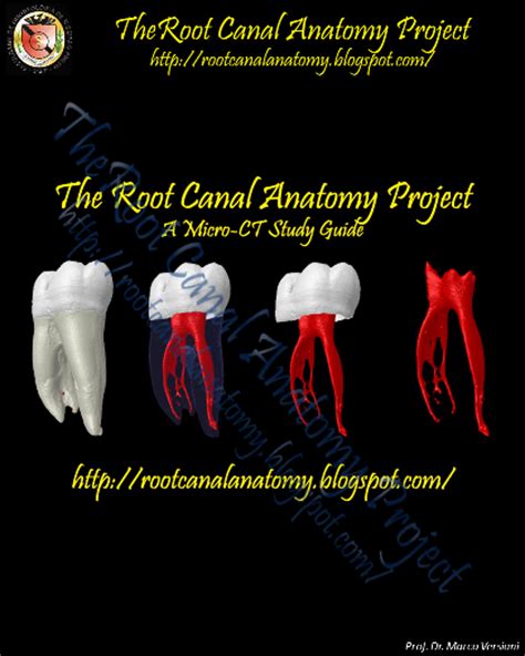 The Root Canal Anatomy Project: Mandibular First Molar