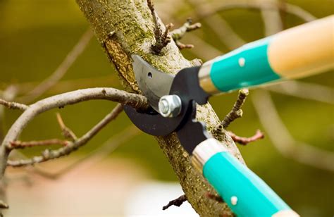 When To Prune Your Tree Five Star Tree Services