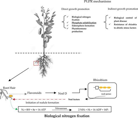 Potential Of Rhizobia In Improving Nitrogen Fixation And Yields Of