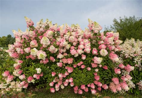 Как удобрить гортензии для пышного цветения?