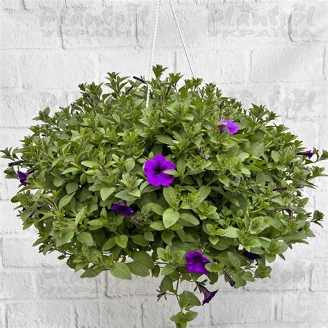 Плантпол-Україна