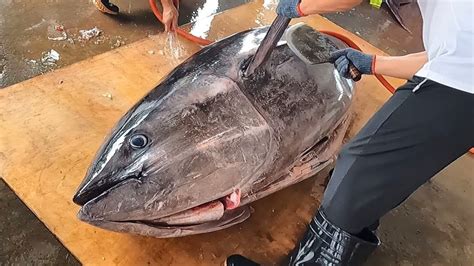 Worlds Sharpest Knife Cut Giant Bluefin Tuna Is Just Like Butter Youtube