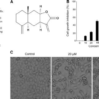 The Effects Of Isoalantolactone On Morphological Characteristics And