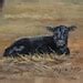 A Black Cow Art Cattle Art Calf Art Cattle Art Prints-cattle Painting ...