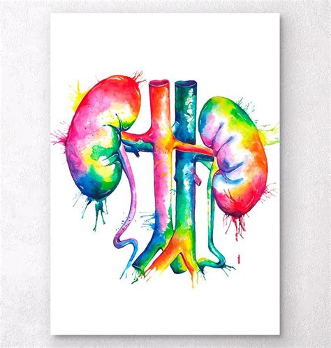 Kidney Painting At Explore Collection Of Kidney