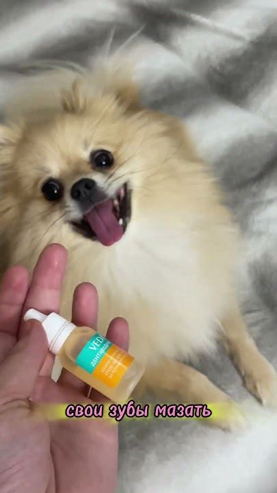 Покупочки для ШПИЦА💓 #pomeranian #шпиц #шпицы #смешныеживотные # ...