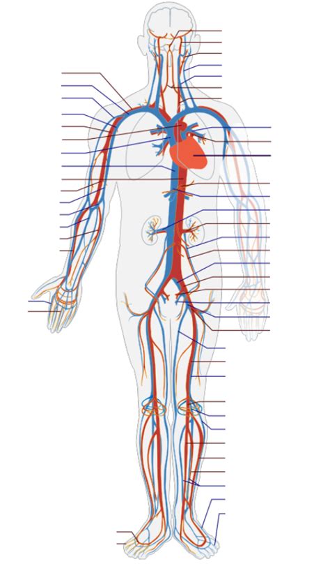 TEAS Cardiovascular System Diagram Diagram Quizlet