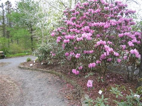 Рододендрон Украшающий (Oreodoxa), морозостойкий, вечнозеленый ...