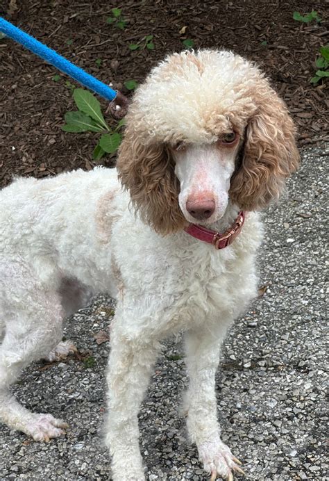 Services — Mid-Atlantic Poodle Rescue