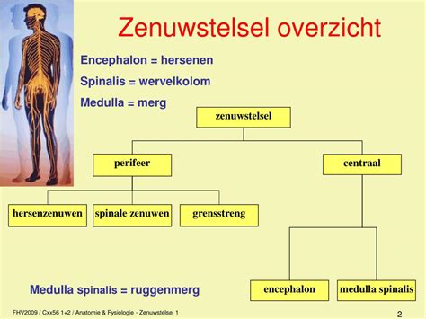 Zenuwstelsel Anatomie En Functie Juf Danielle