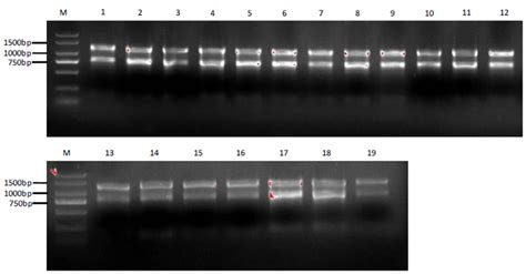 Scielo Brasil The Identification Of Suitable Internal Reference