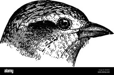 Curved Bill Tip Black And White Stock Photos And Images Alamy