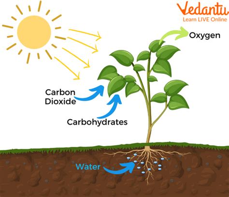 Relationship Between Photosynthesis And Respiration