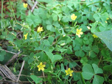 Wood Sorrel Recipes | Foraging for Wild Edibles