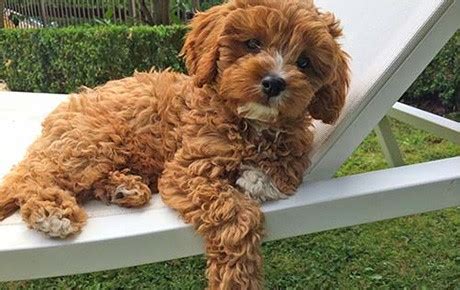 Cavoodle (Cavapoo) dog Breed information with photos