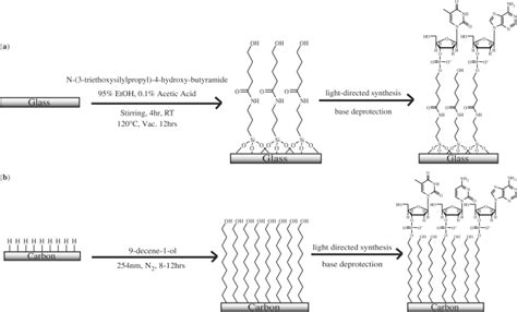 A Clean Glass Slides Are Functionalized Using A Silane Solution