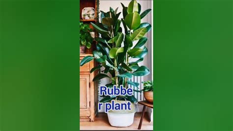 10 Best Indoor Plants Indoorplants Shorts Gardeningtipsandtricks549 Youtube