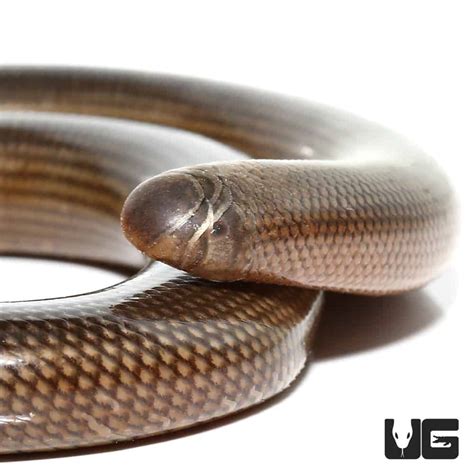 Black And White Worm Lizard For Sale Underground Reptiles