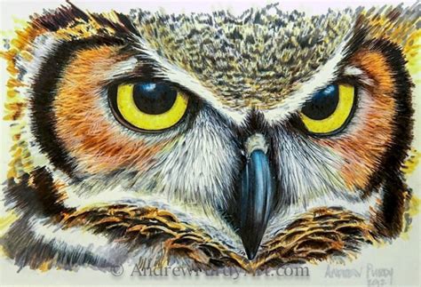 Owl Drawing Color at PaintingValley.com | Explore collection of Owl ...
