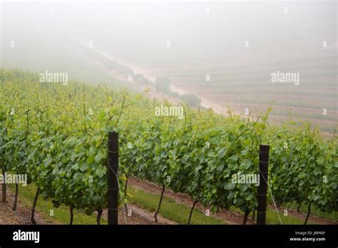 A Landscape Image Of Vineyards In South Africa Stock Photo Alamy
