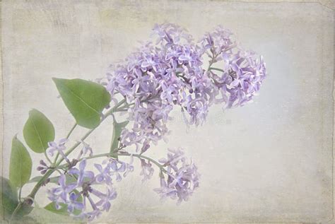 Lilacs With Pastel Texture Stock Image Image Of Floral 24616253