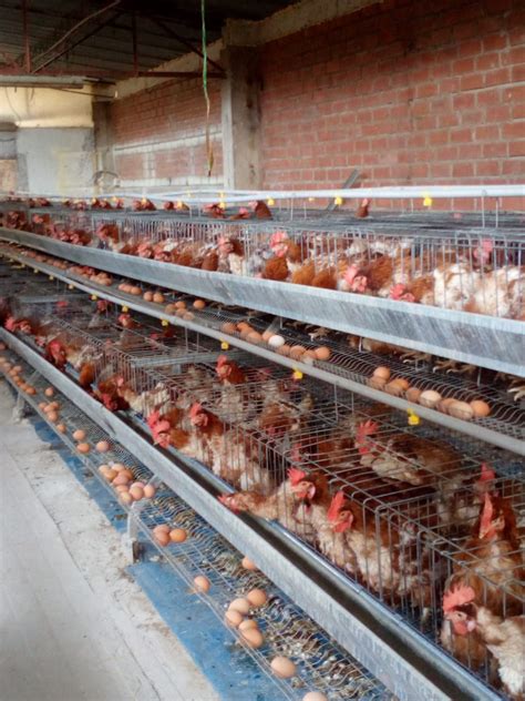 CRIANZA DE GALLINAS PONEDORAS Venta De Jaulas Para Gallinas