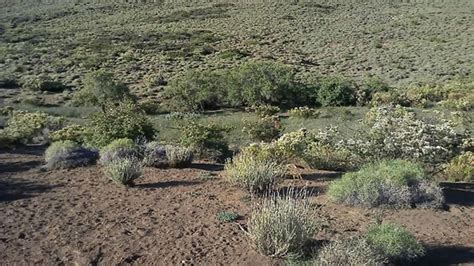 Hallan un nuevo sitio arqueológico en cercanías de Las Ovejas