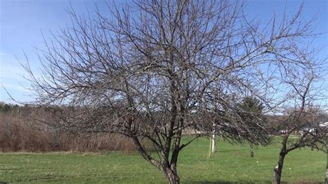 How To Prune A Really Neglected Apple Tree Pruning Apple Trees Fruit Trees Apple Tree