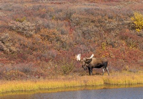 Alaska Yukon Bull Moose In Fall In Denali National Park Stock Photo