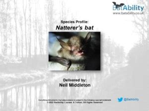 Species Profile – Natterers – Oct 2022